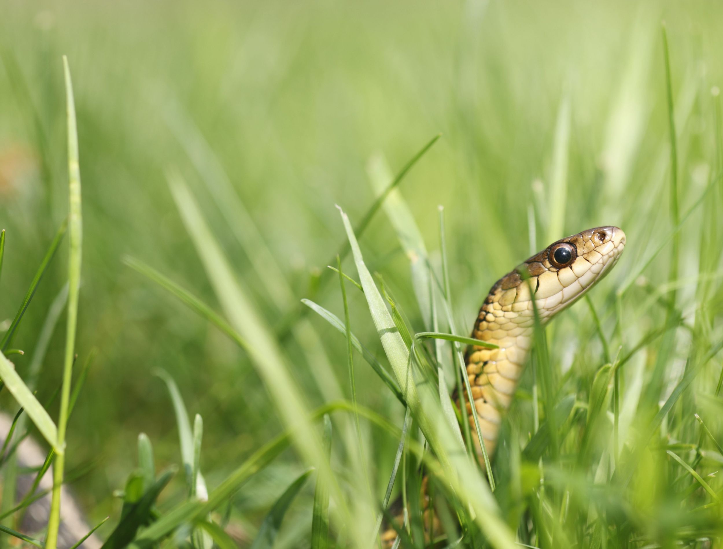 How to Use Coffee Grounds to Repel Snakes From Your Yard or Garden