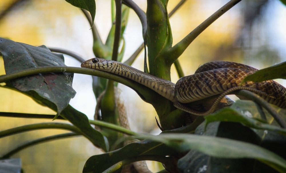 How to Use Coffee Grounds to Repel Snakes From Your Yard or Garden