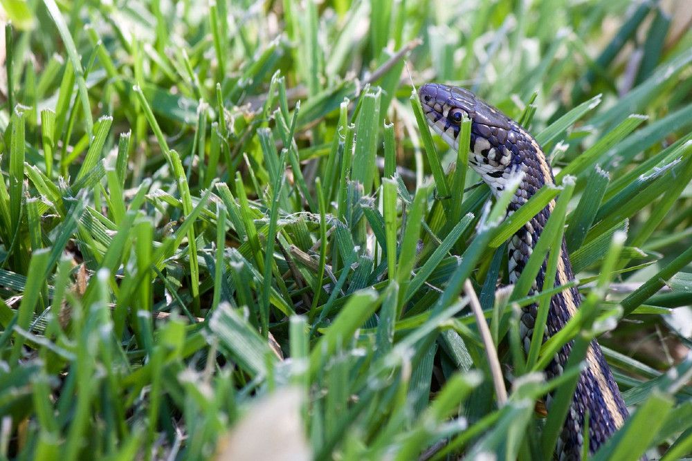 How to Use Vinegar to Repel Snakes From Your Yard or Garden