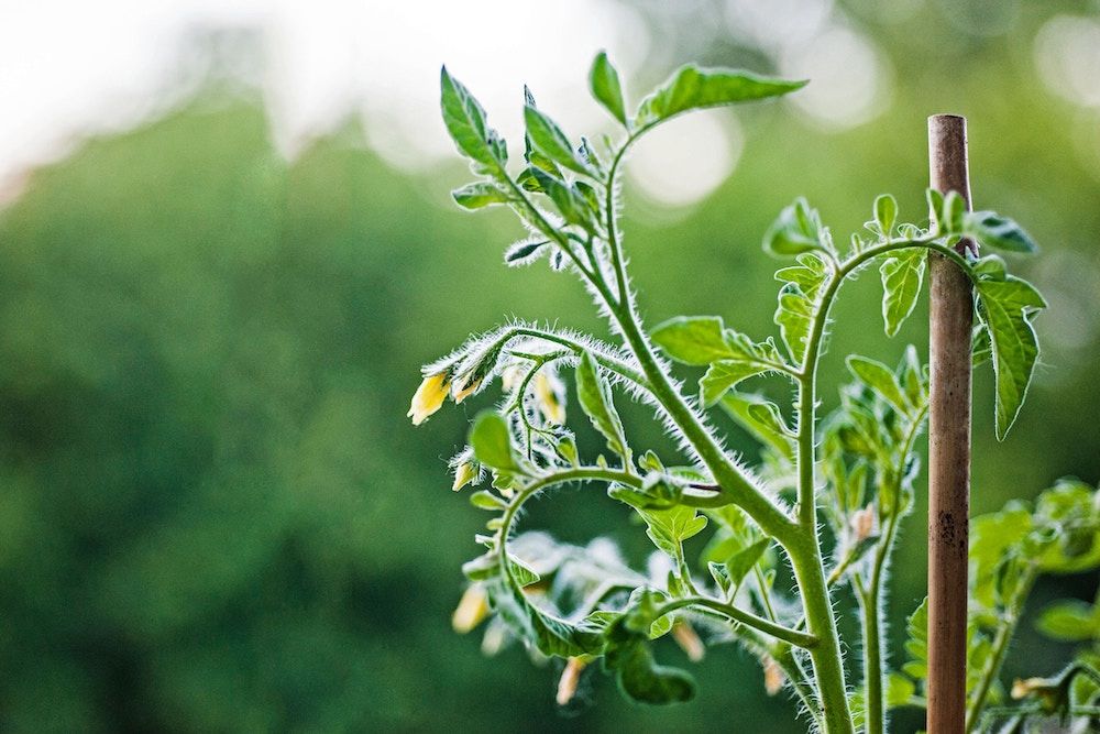 8 Tips for Growing Early Girl Tomatoes