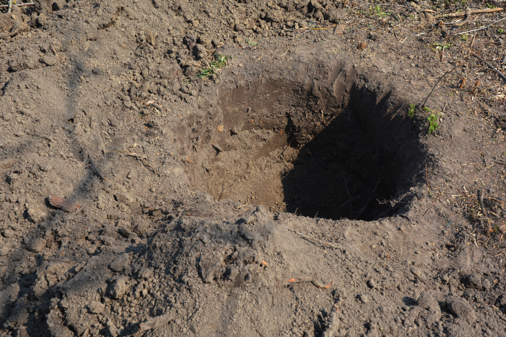 How to Fertilize Your Tomato Plants With Coffee Grounds