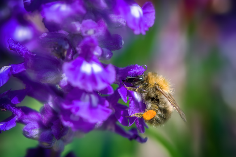 5 Sage Plant Varieties to Add to Your Garden