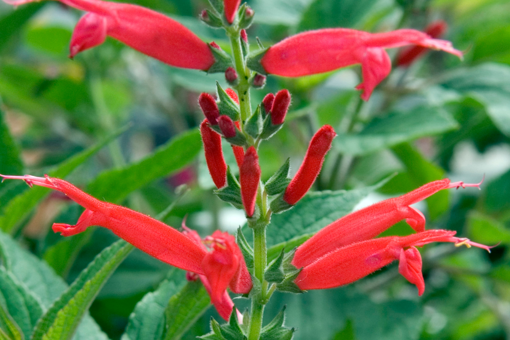 5 Sage Plant Varieties to Add to Your Garden