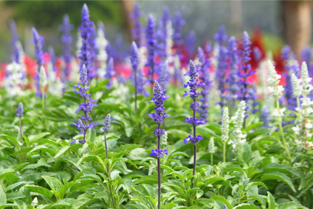 5 Sage Plant Varieties to Add to Your Garden