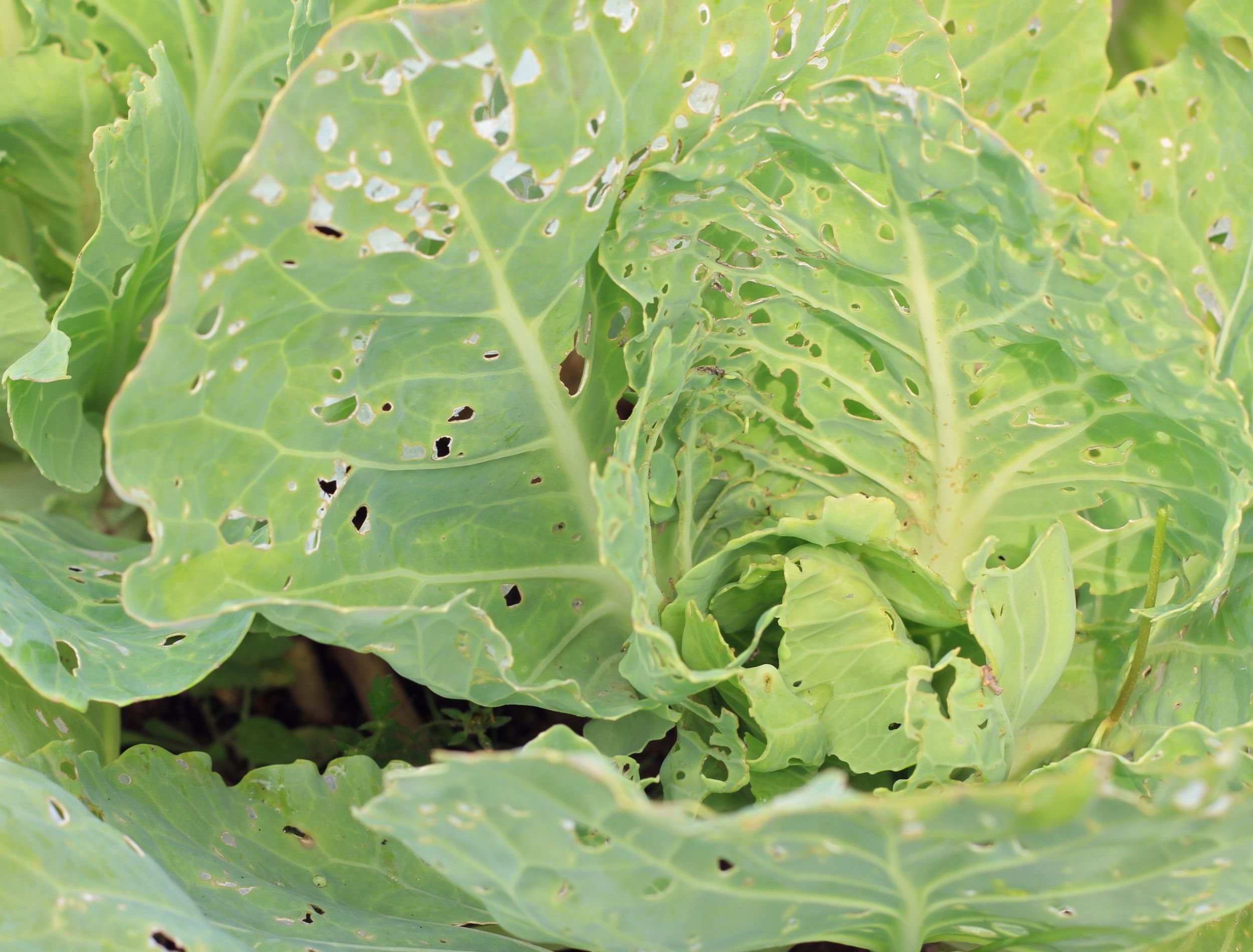 how-to-use-baking-soda-to-kill-cabbage-worms