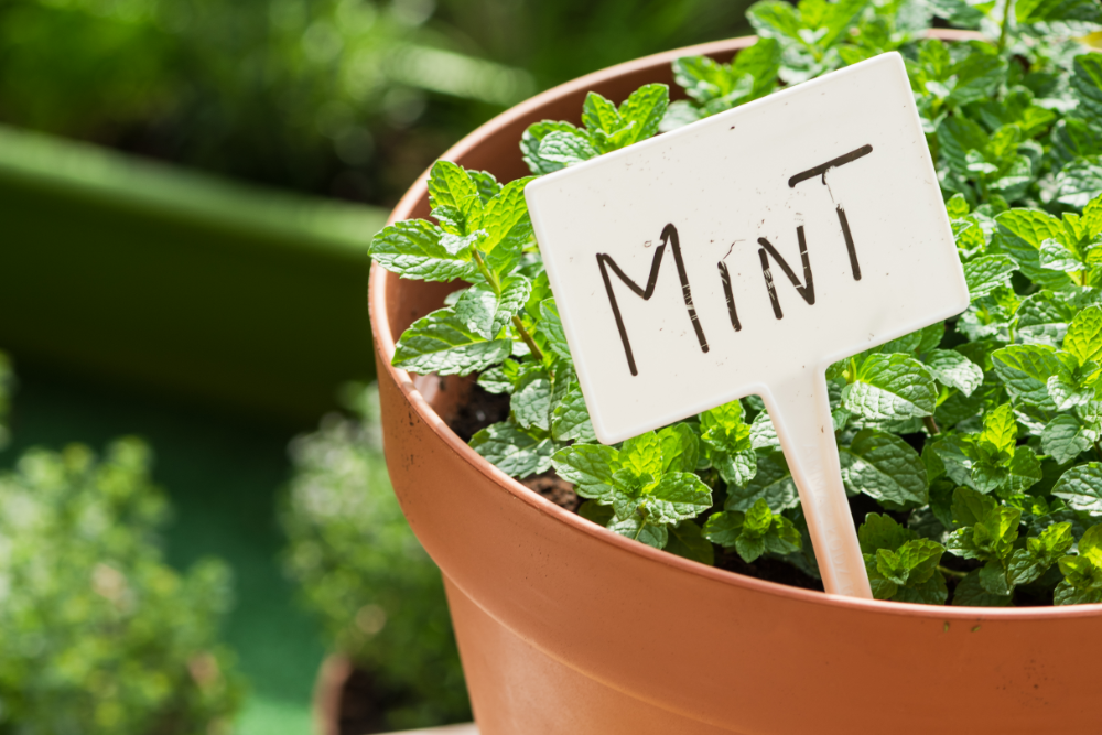 9 Tips For Growing Mint in Pots