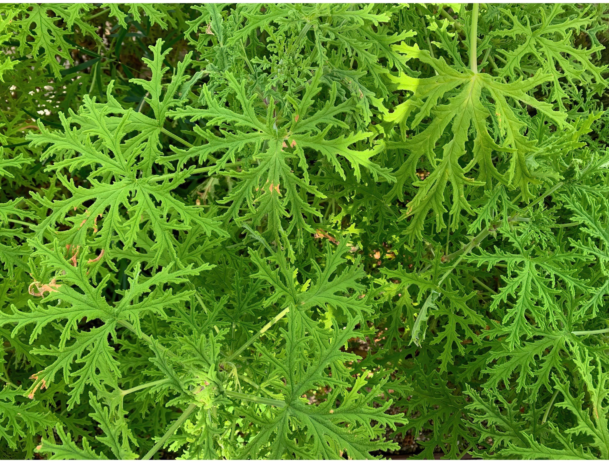 6 Tips for Growing Citronella Plants