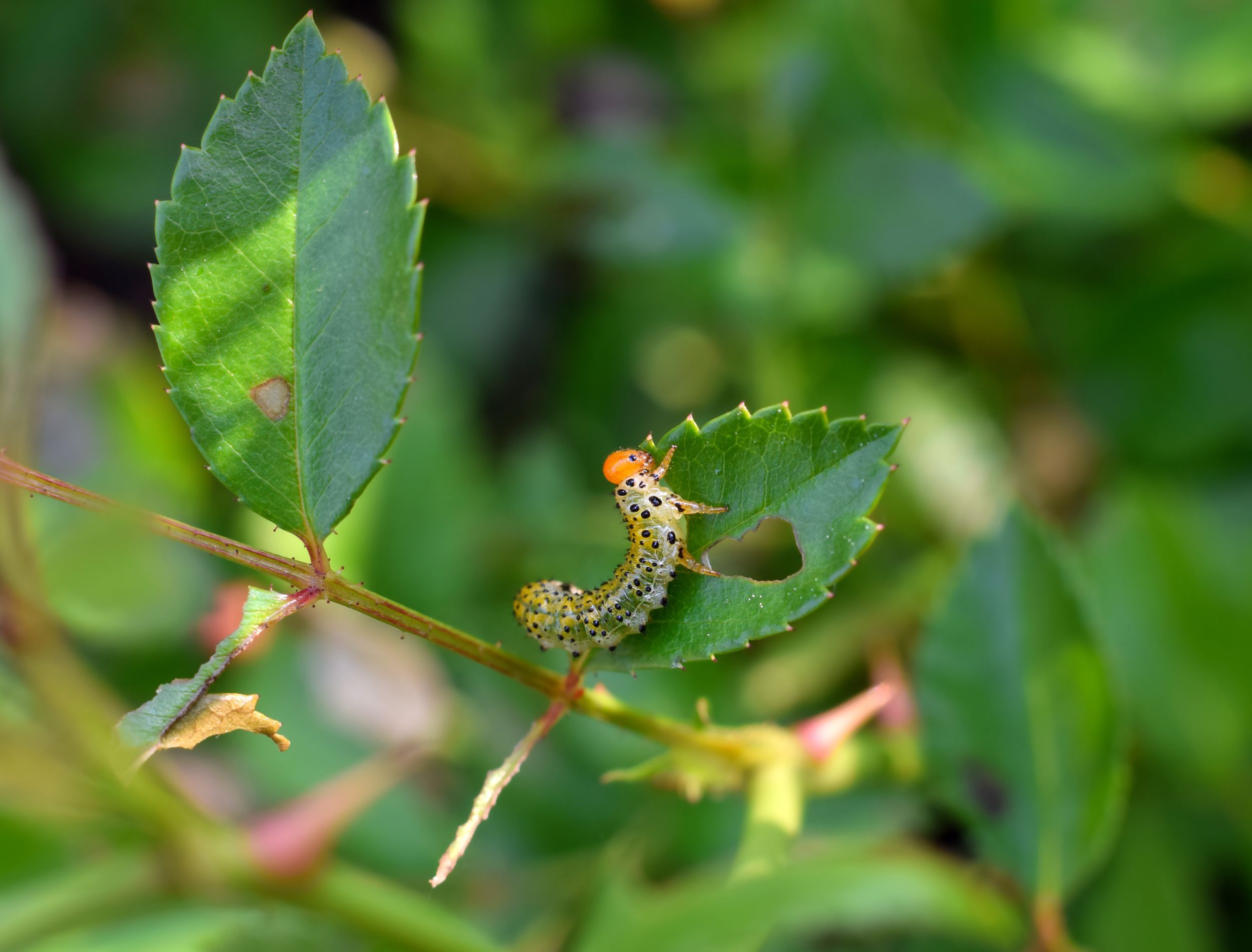 Why Your Rose Leaves Have Holes