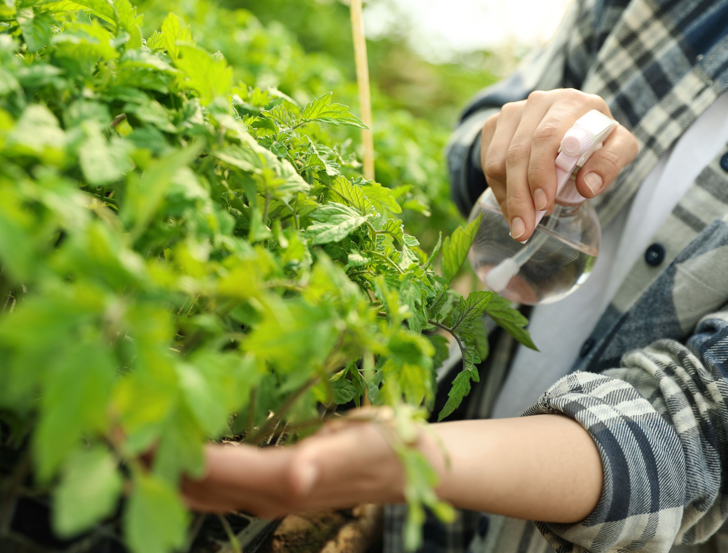 how-to-use-baking-soda-on-tomato-plants