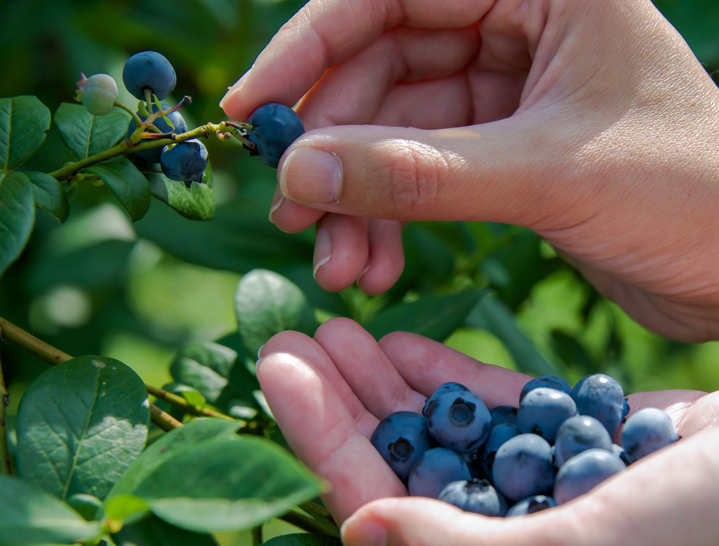 6 Tips for Growing Blueberries in Hanging Baskets