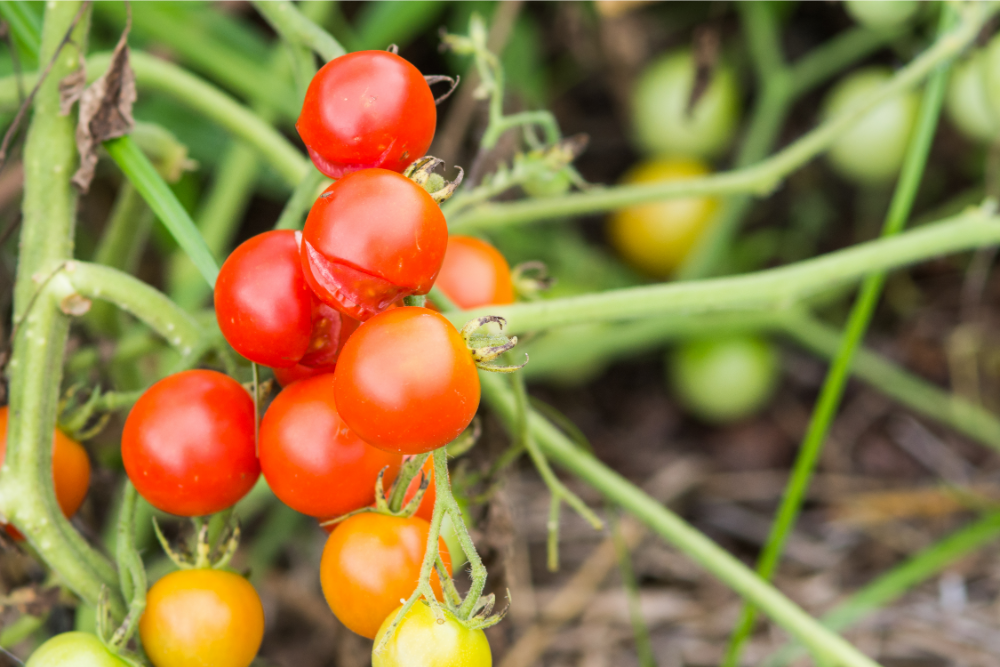 Why are your tomatoes splitting