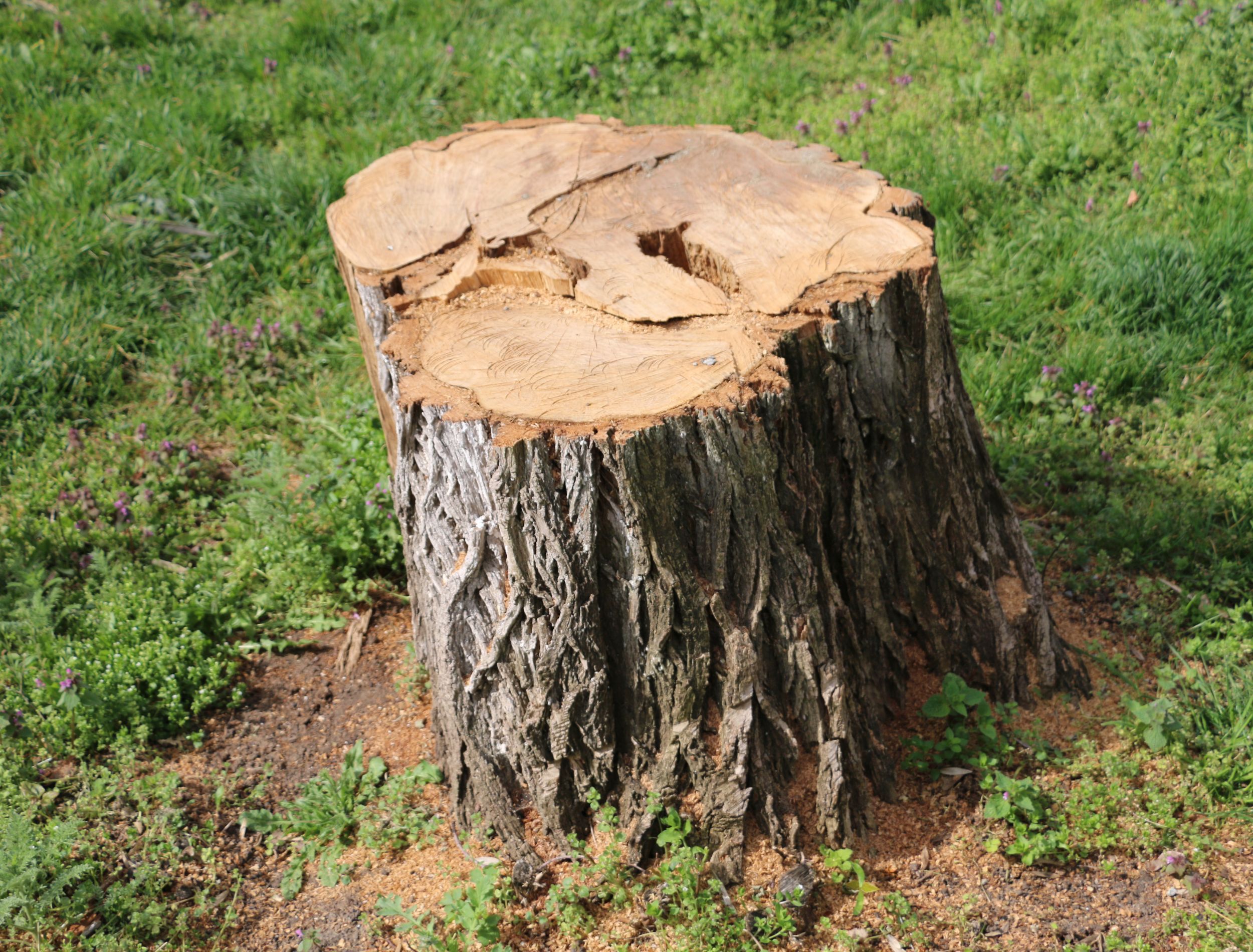 How to Use Baking Soda and Vinegar to Kill Tree Roots