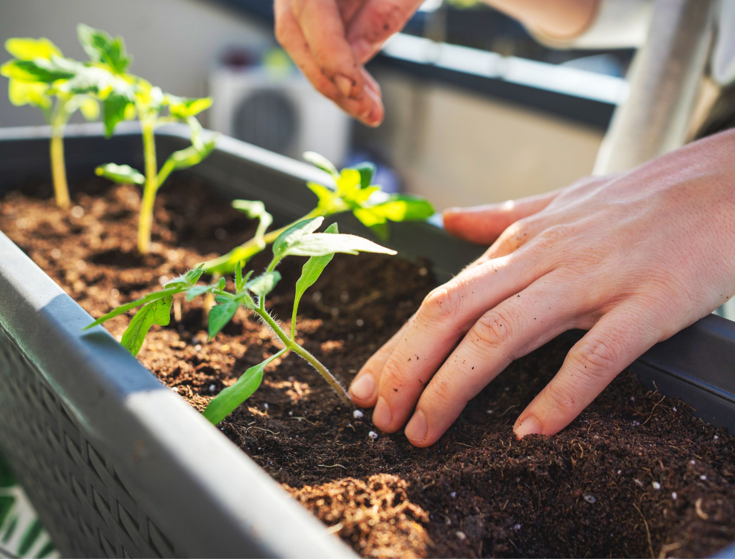 11 Tips for Growing Cherry Tomatoes in Pots