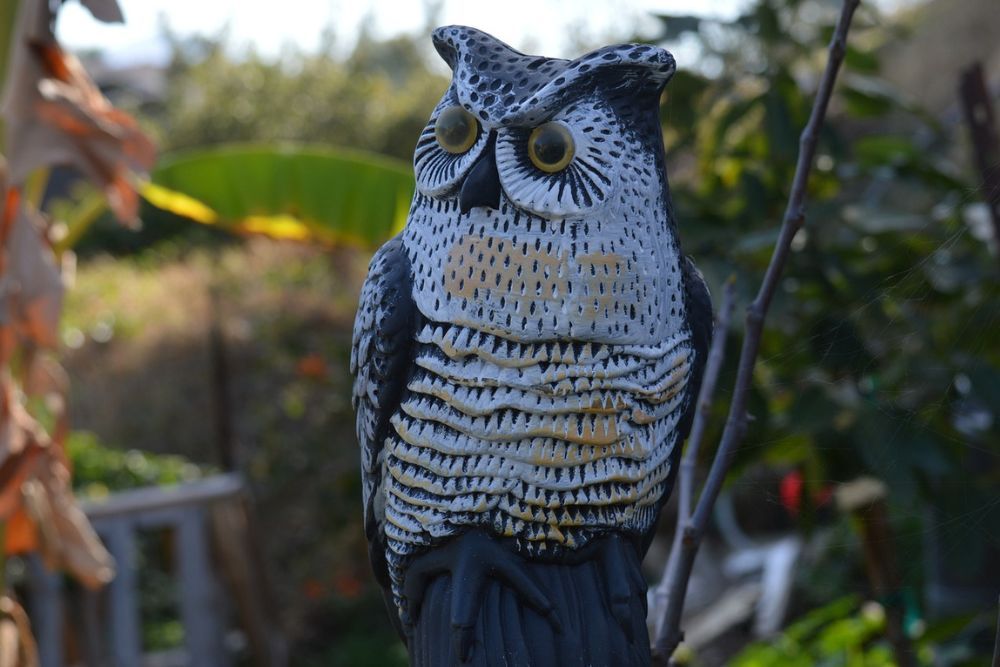 Owl model visual deterrent