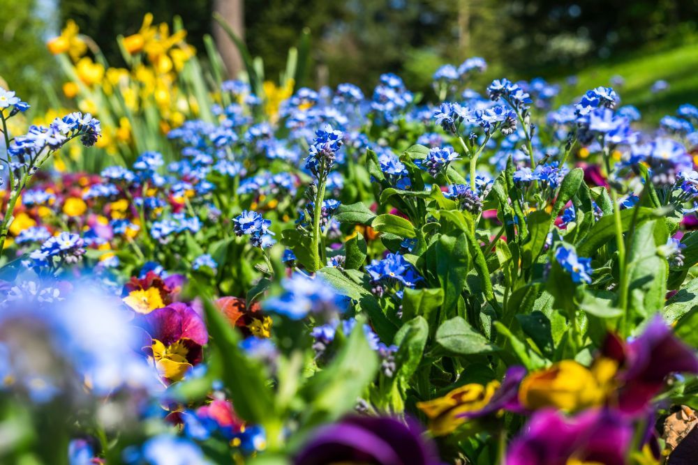 How to Fertilize Your Flower Beds