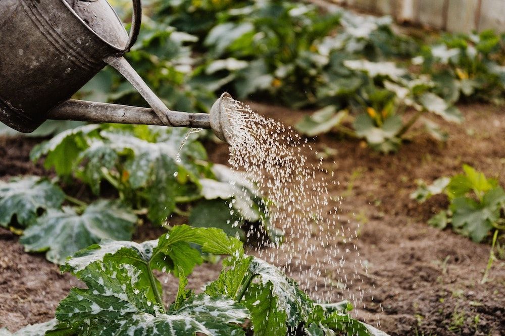 watering vegetable garden