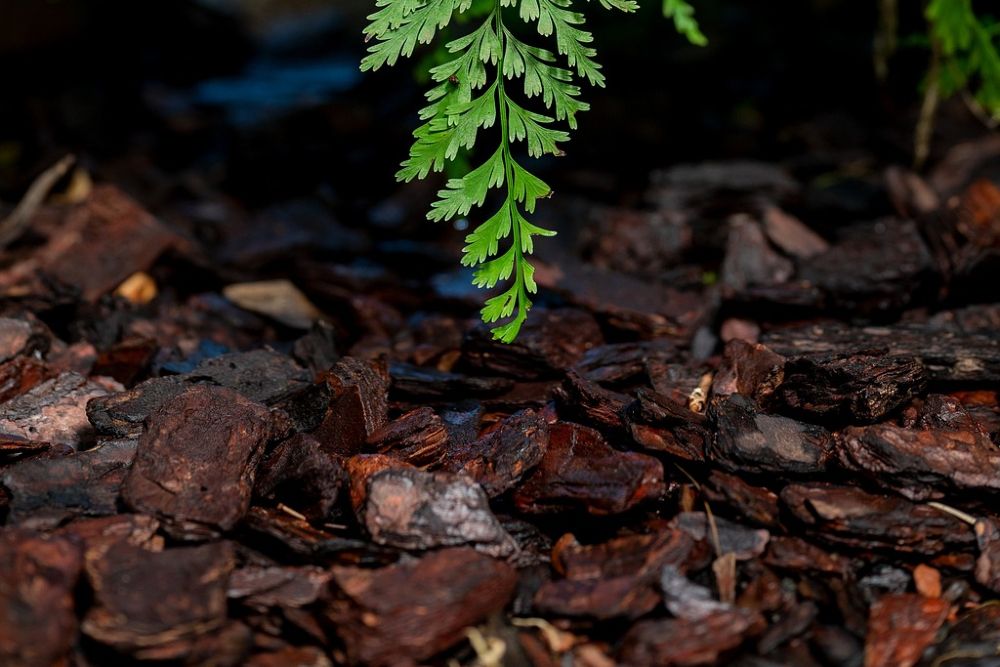 How to Use Coffee Grounds to Repel Snakes From Your Yard or Garden