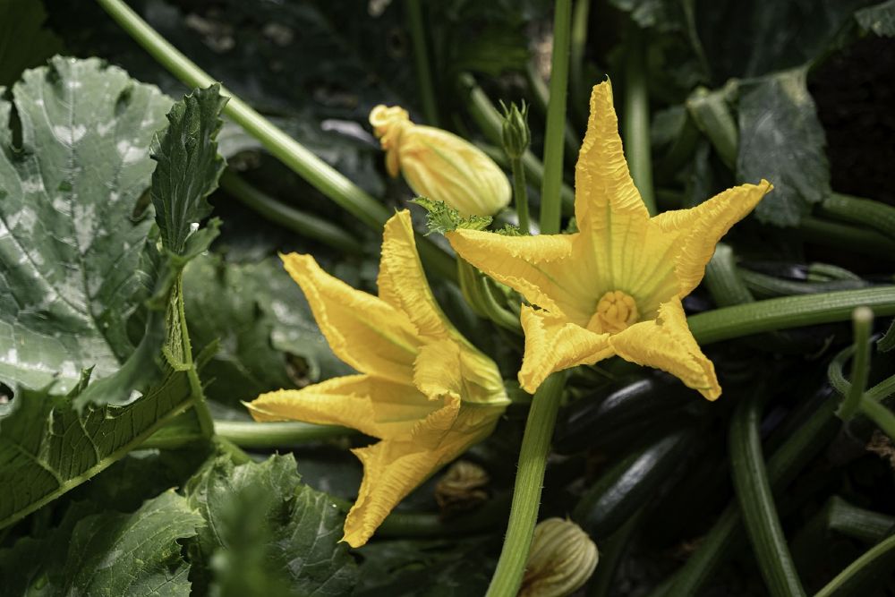 Zucchini male and female flowers 