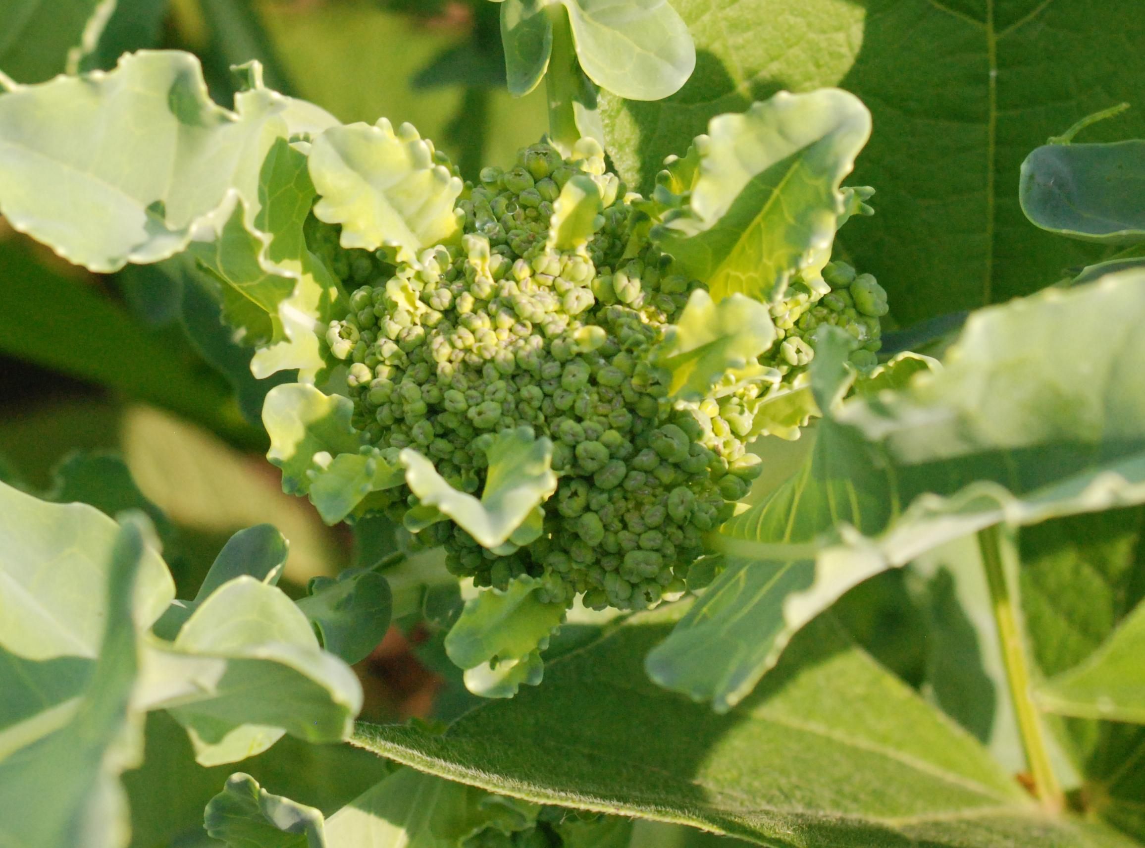 5 reasons your broccoli isn t forming a head