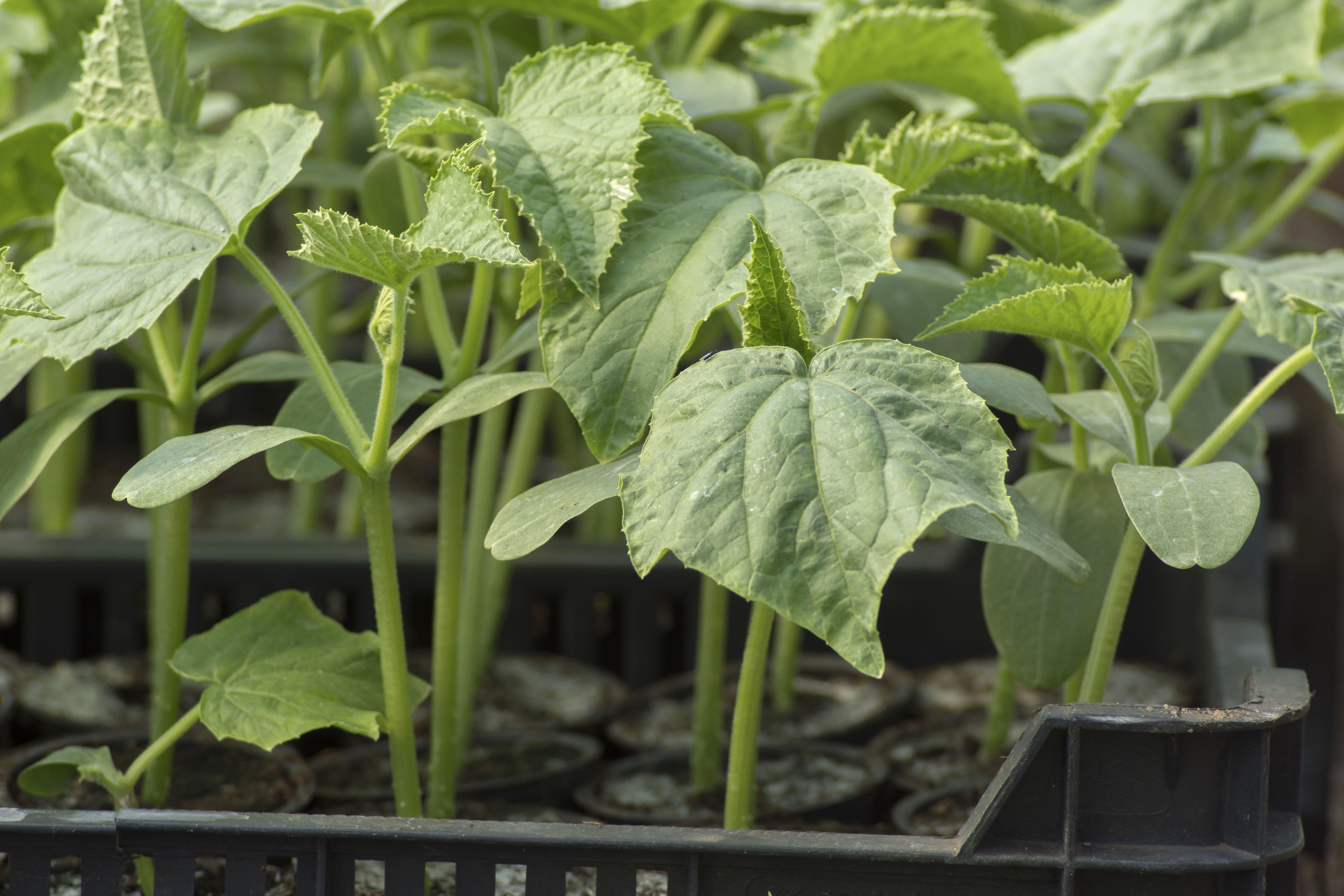 4 Ways to Prevent Powdery Mildew on Cucumber Plants
