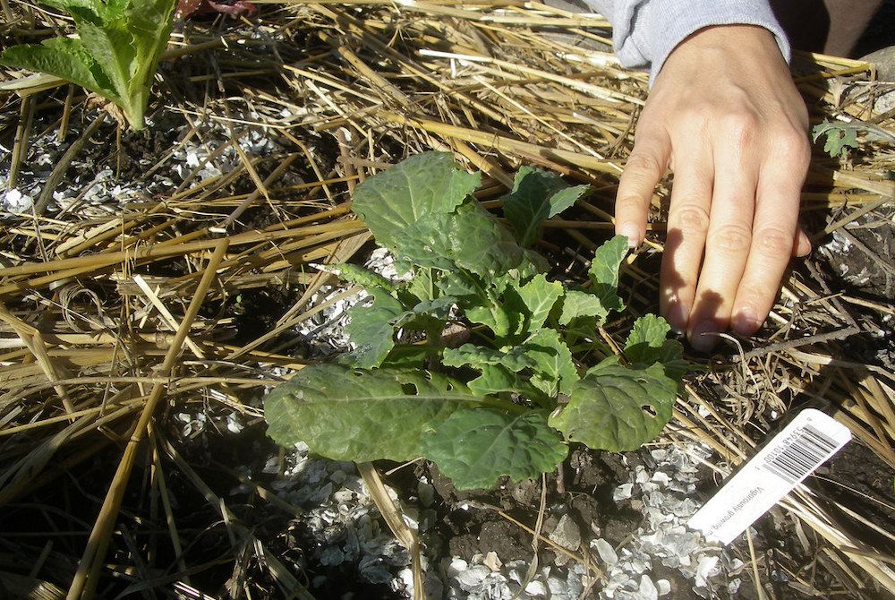 7 Lettuce Growing Problems and How to Fix Them