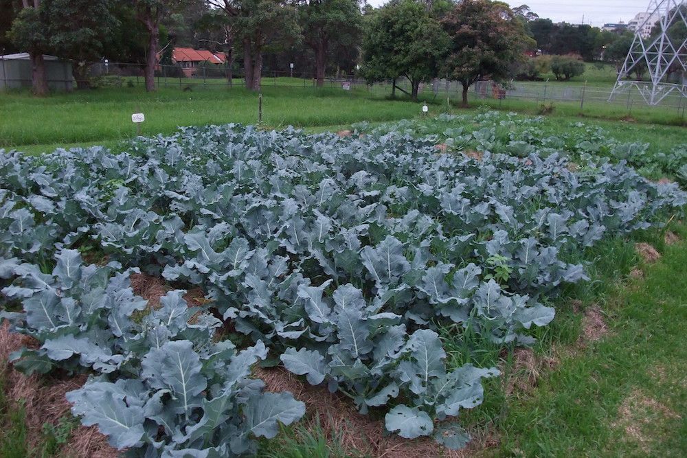 5 Ways Coffee Grounds Benefit Your Broccoli Plants