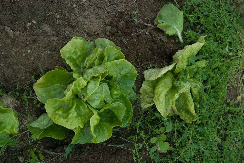 7 Lettuce Growing Problems and How to Fix Them