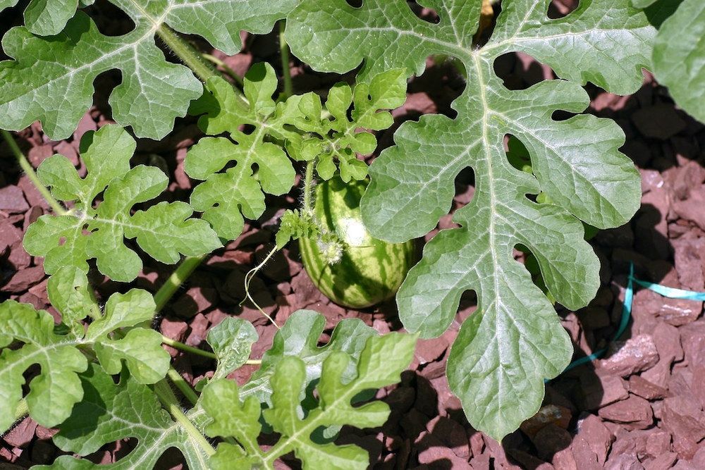Should You Pinch off Watermelon Flowers?