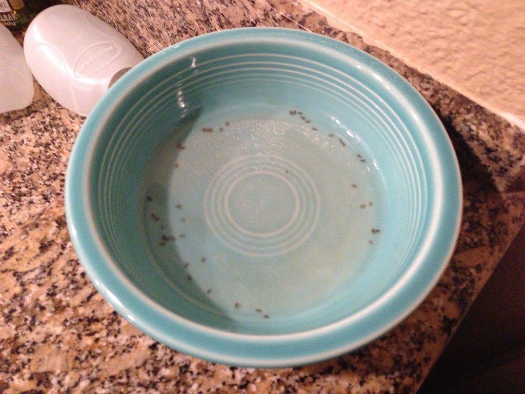 How to Use Vinegar to Prevent Flies in Your Compost