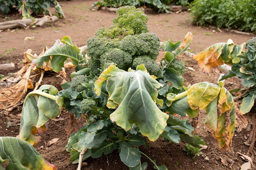 5 Best Fertilizers For Broccoli Plants