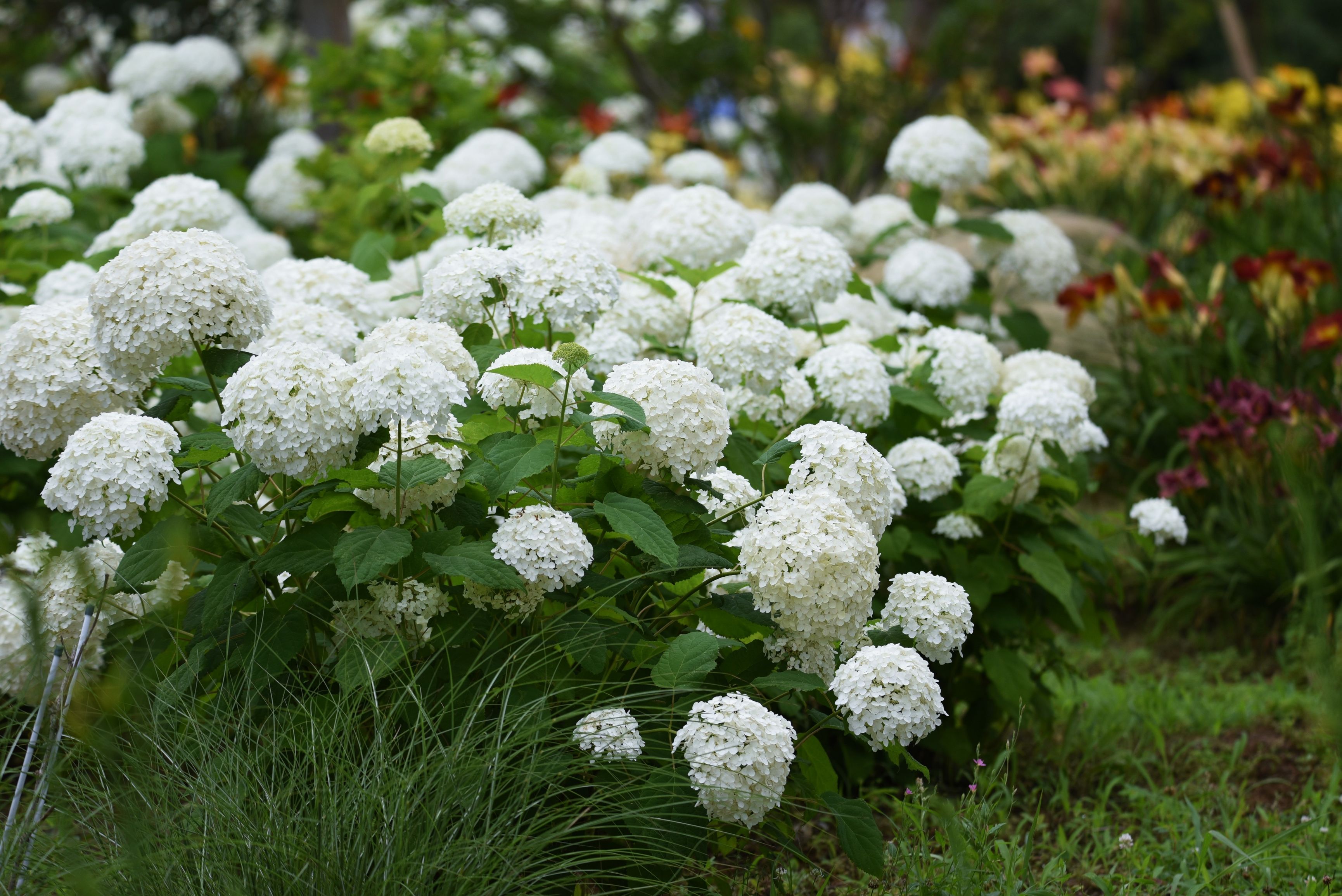 5 Hydrangea Varieties to Plant This Fall