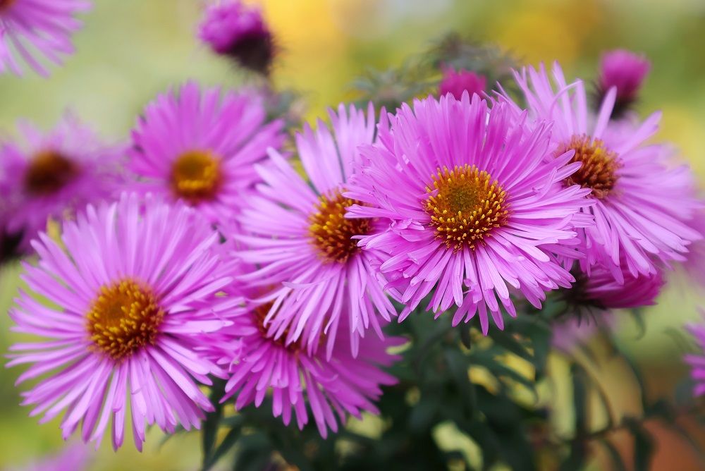 7 Best Flowers to Plant in September