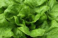 4 Ways To Prevent Bacterial Leaf Spot On Lettuce