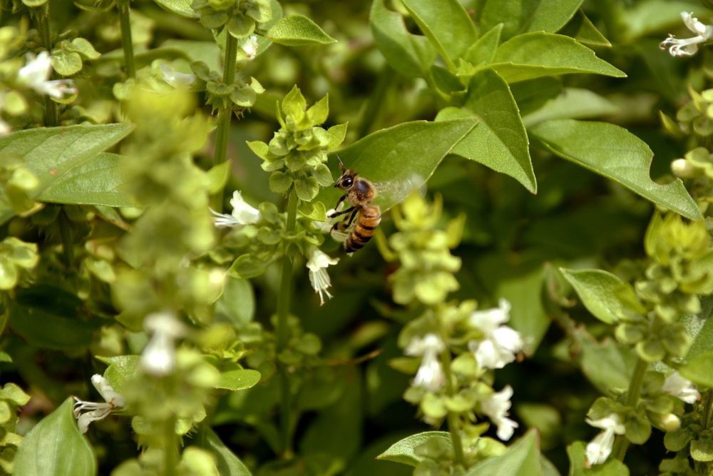 Bee buzzing around basil plants after flowering