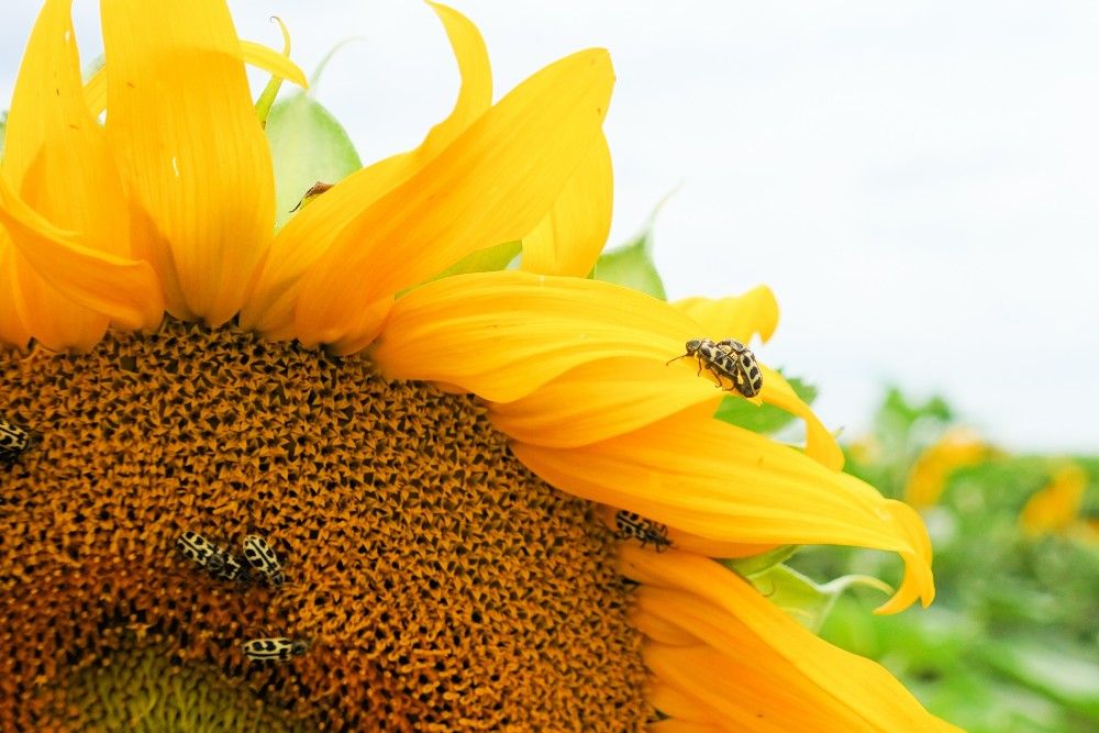 5 Reasons You Should Plant Sunflowers With Your Tomato Plants