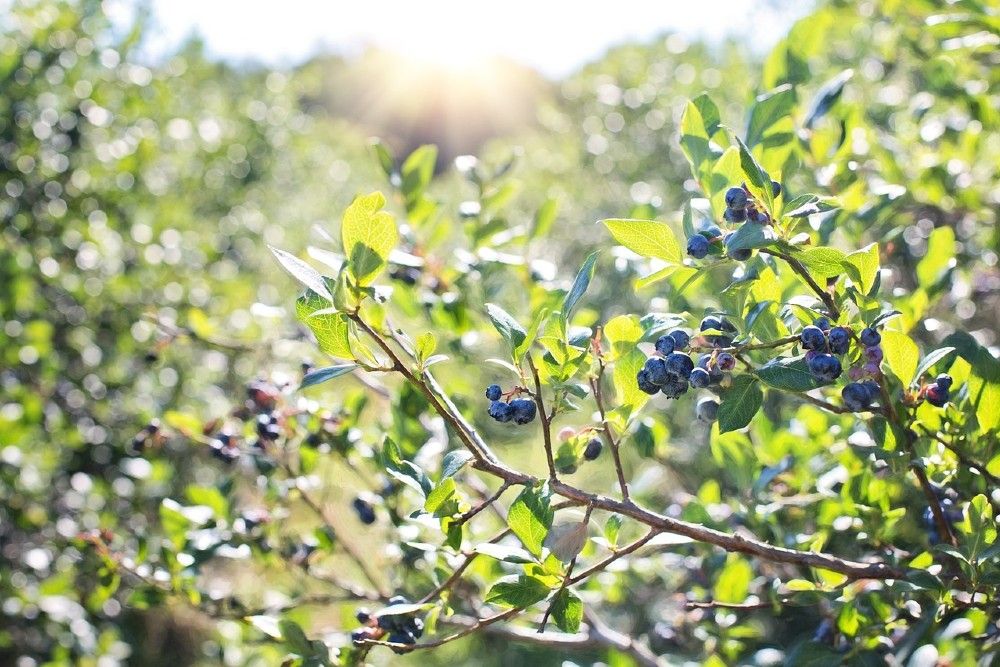 The Best Mulch For Your Blueberry Bushes