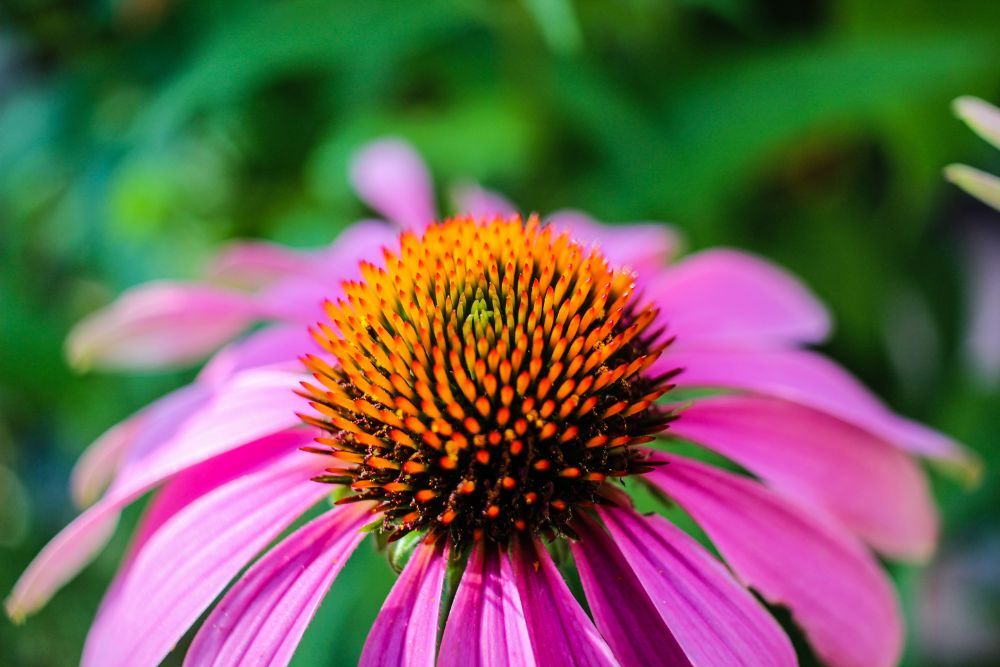 5 Flower Seeds to Sow in Fall