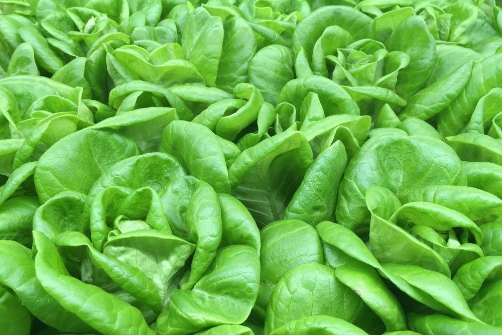 5 Tips For Growing Butterhead Lettuce