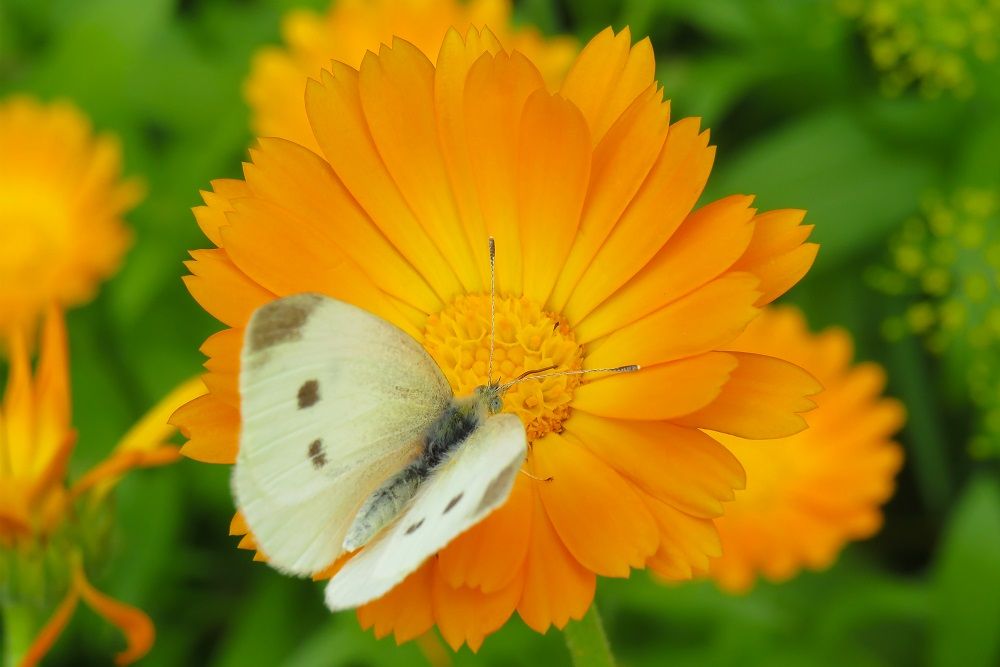 7 Best Flowers to Plant in September