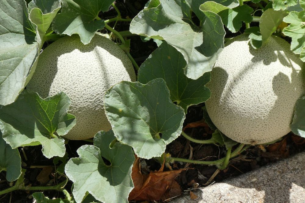 Cantaloupe melons on a vine in the garden