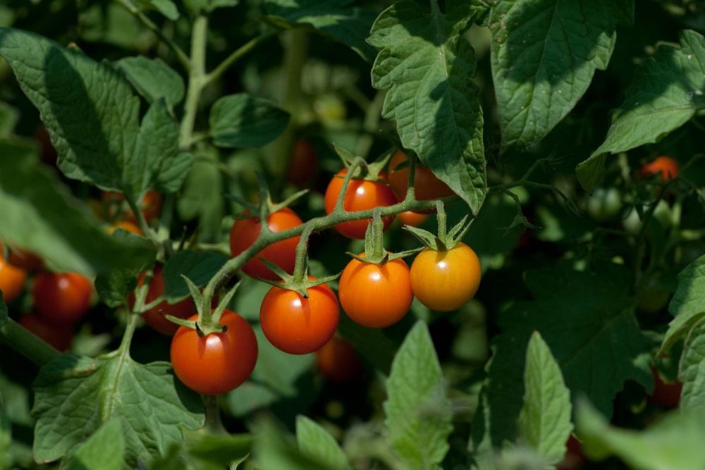 Cherry Tomatoes on a Green Tomato Plant With Foliage