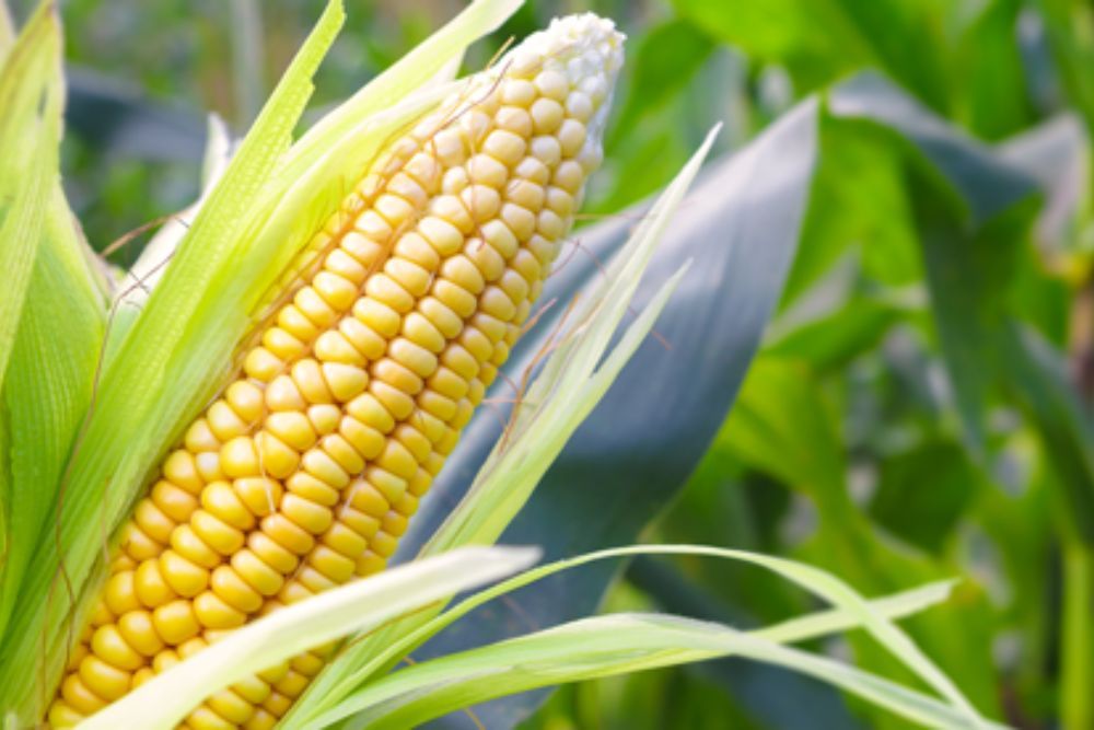 4 Tips For Harvesting Sweet Corn From Your Garden