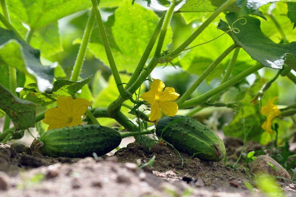 Cucumbers ripening on the vine with flowers