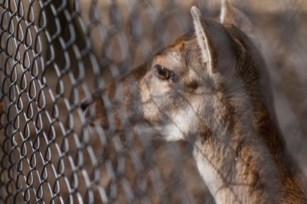 How to Use Epsom Salt to Deter Deer From Your Garden