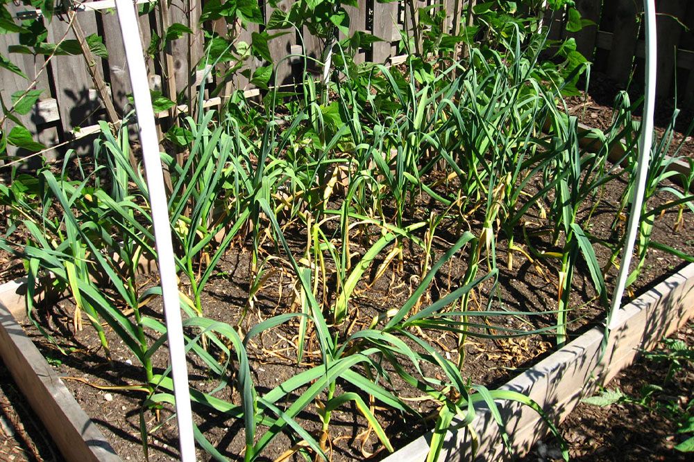 Stalks of garlic plants sticking out of a garden bed