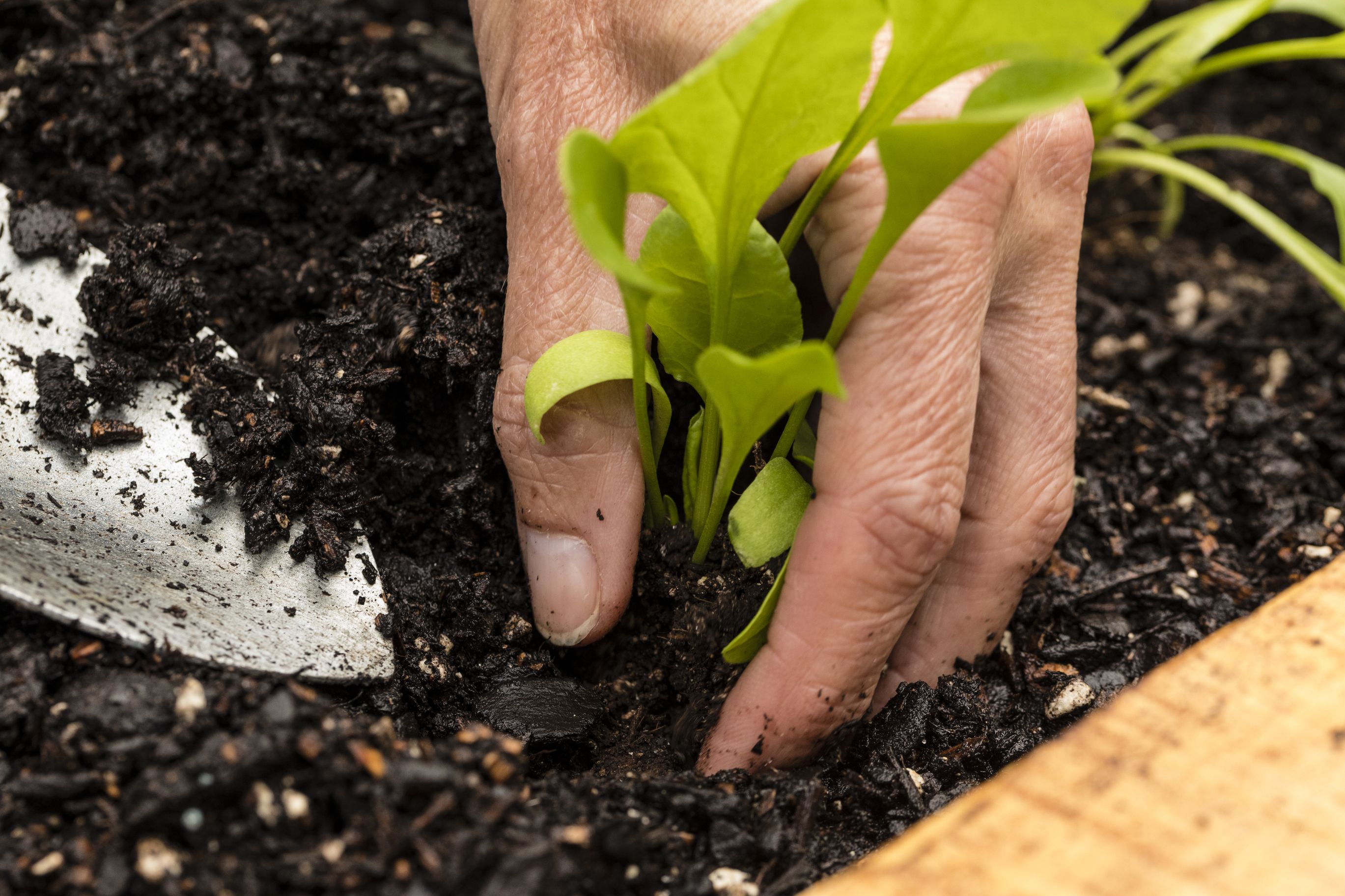 6 Best Vegetables To Plant In September   Dreamstime L 101963905 