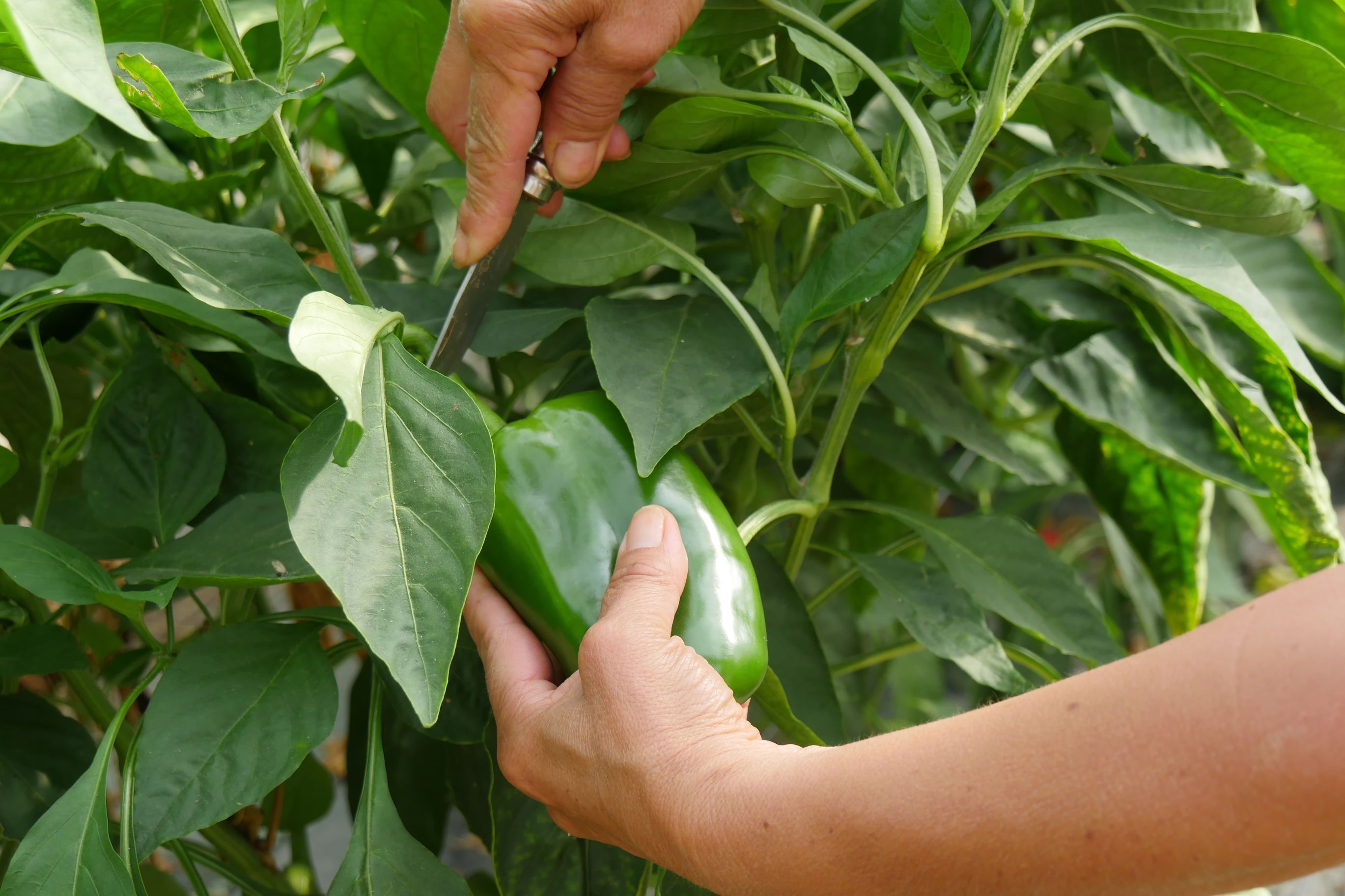 7 Tips On Harvesting Peppers