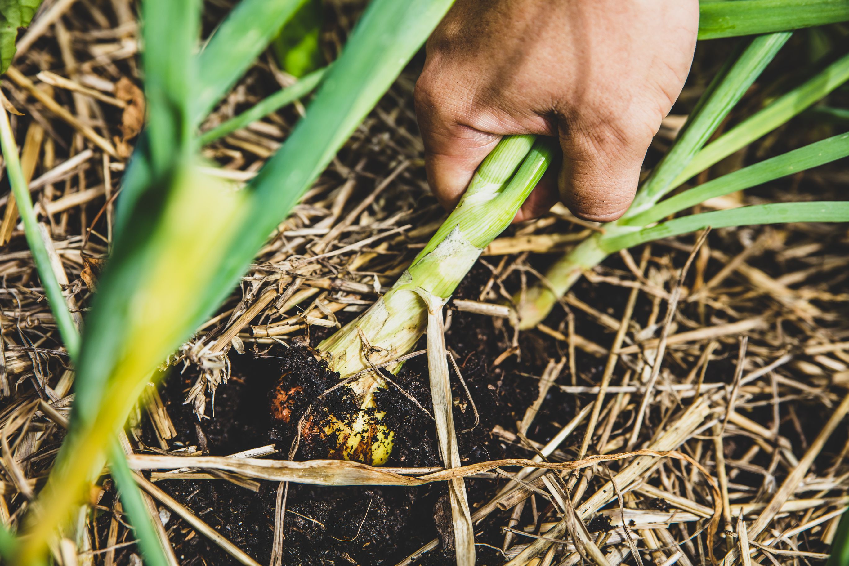 9 Tips For Harvesting Onions