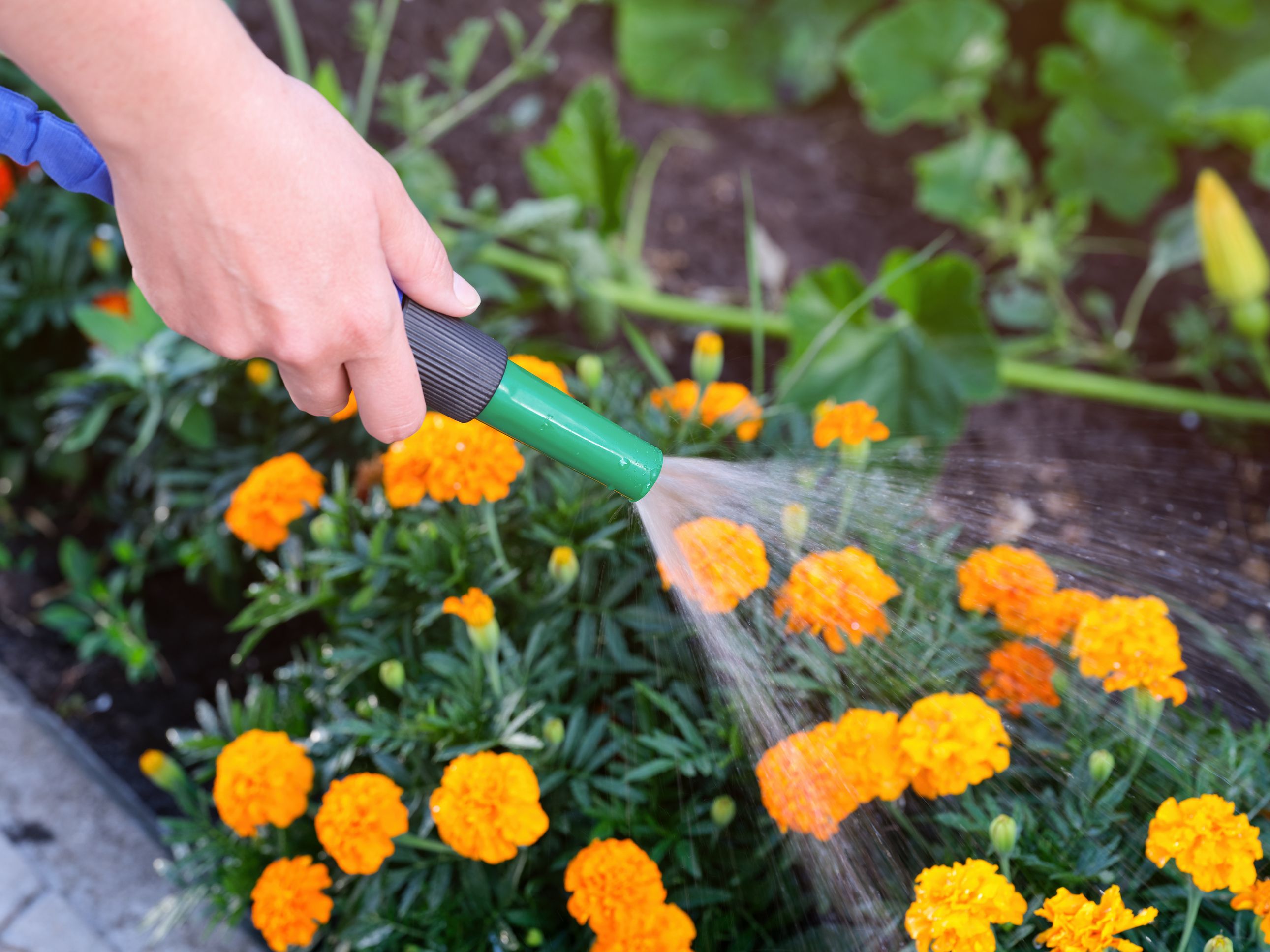 How Often to Water Marigolds