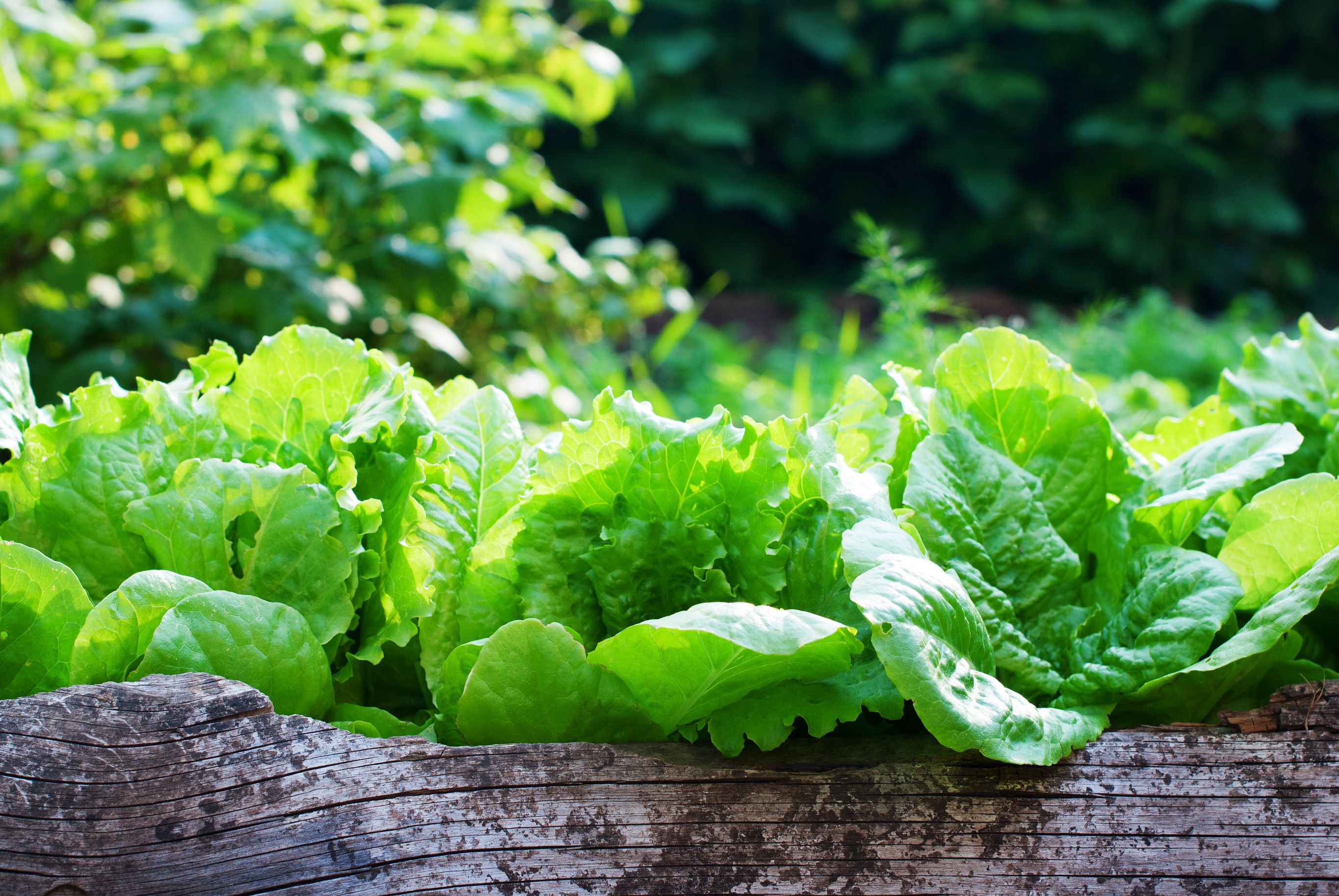 7-tips-for-growing-lettuce-in-raised-beds